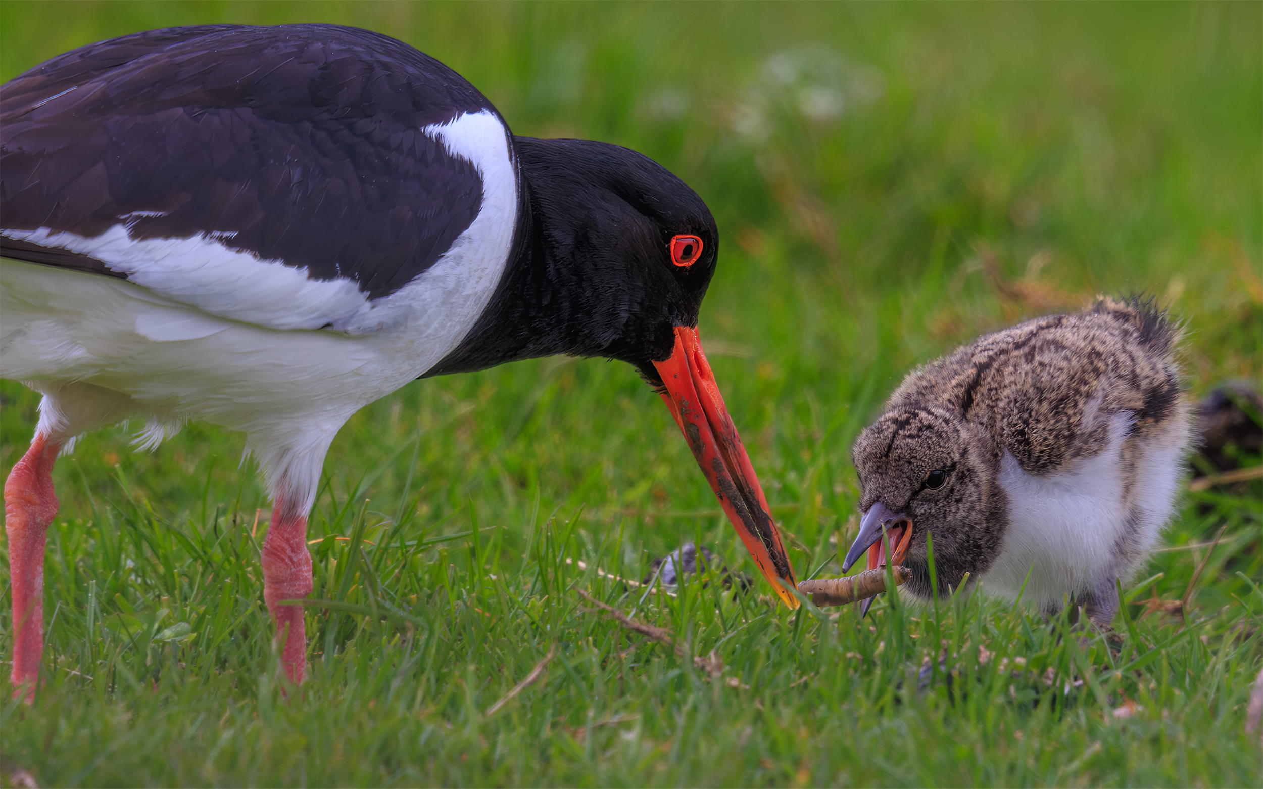  Oystercatcher feeding young chick